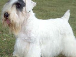 sealydale_terrier_1_20220530_1110035143